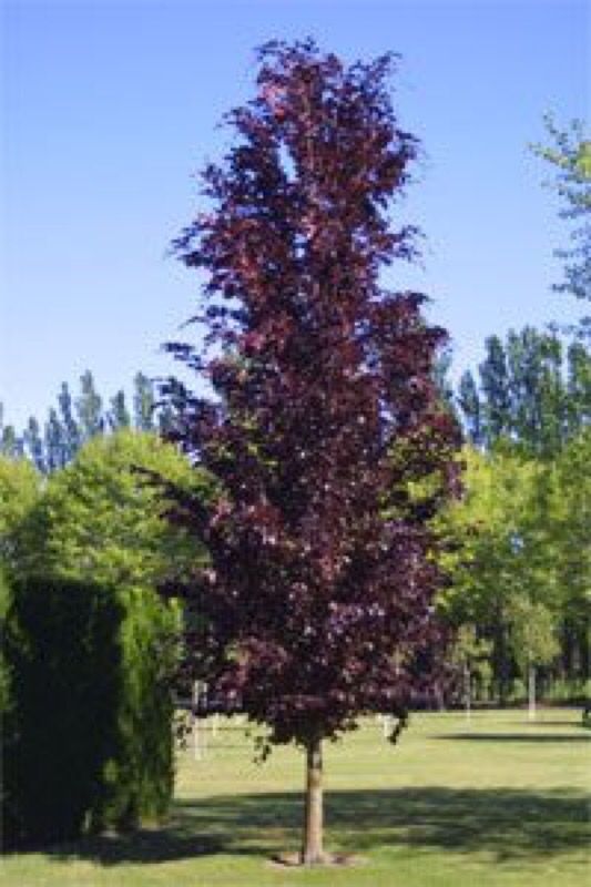 DAWYK columnar purple beech tree