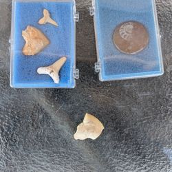 Real Ancient Sea Creature Fossils/ 🦈 Teeth