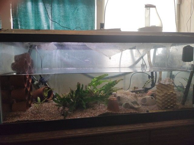 40G Breeder Tank Setup