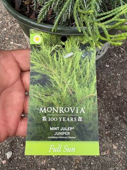 Mint Julep Juniper shrub