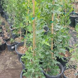 Ficus