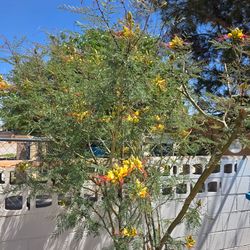 Semillas de Árboles de Bird of Paradice 20 por $10.00 Cash only