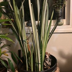 Bantel Sensation Snake Plant 