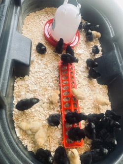 Baby chicks