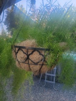 Asparagus Hanging Plant