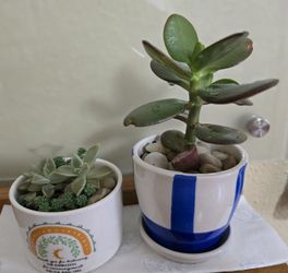 Very Cute Succulents In Ceramic Planters With  Drainage Holes $10 Firm!!!. Pick-up In Aurora 