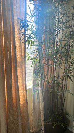 Bamboo tree 6 foot