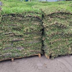 St Augustine Floratam 