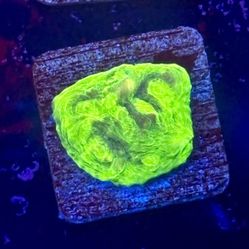 Green Melon Chalice Display Decor