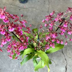 Sharry Baby Oncidium Chocolate Orchids 7 Spikes Big Pot 