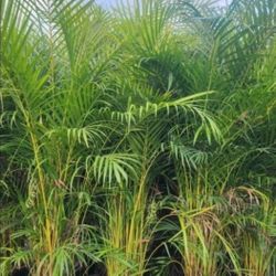 Beautiful Arecas Palms For Inmediate Privacy!!!  5-6 Feet Tall!