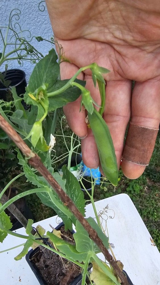 2 Pea Plants In Small Pots