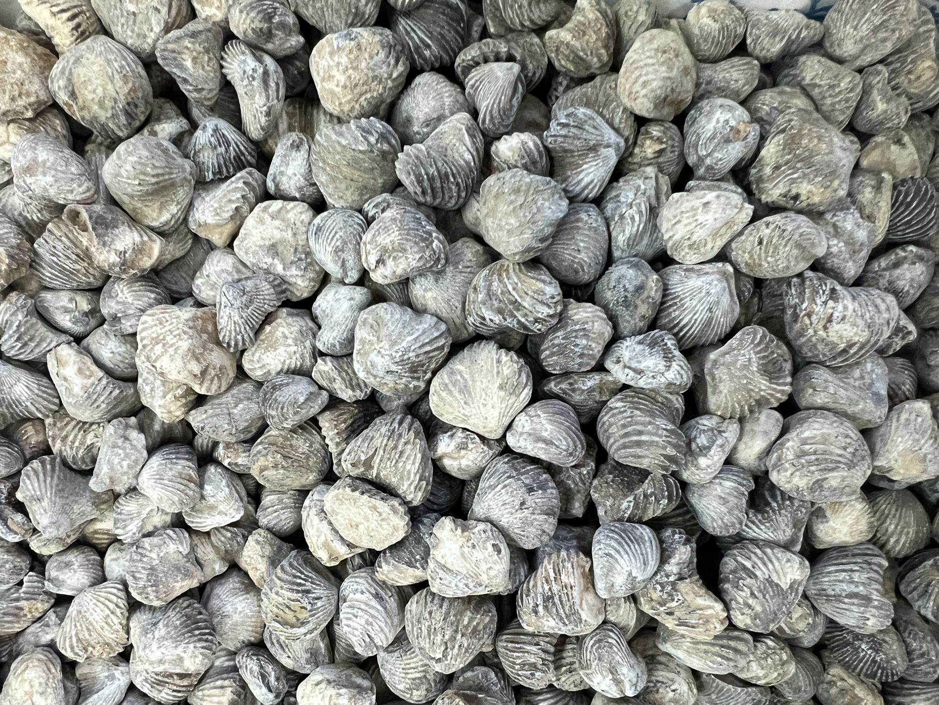 Brachiopod Shell Fossils