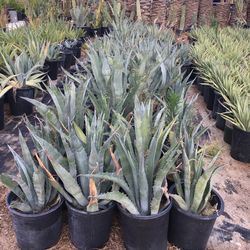 Agaves