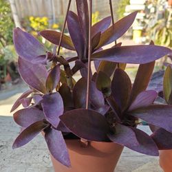 Hanging Purple Succulents - 9" Tall