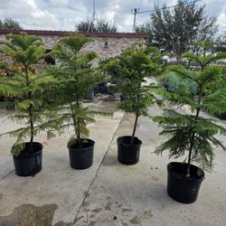 Norfolk 7gallones 5ft Tall 