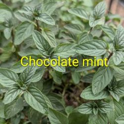 Chocolate Mint