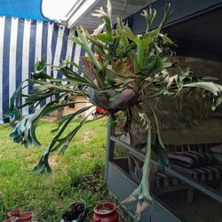 Large Stag Horn Fern