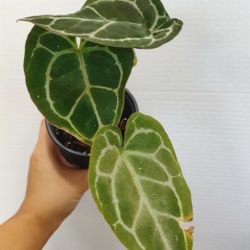 Anthurium Magnificum House Plant 