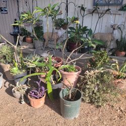 Plants