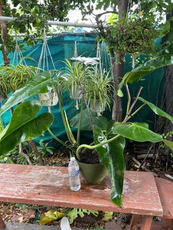 Plants indoor