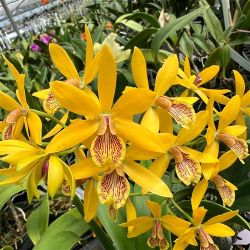 Epc. Epc.Kyoguchi Happy Field