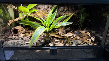 10 Gallon Croc Skink New Tank