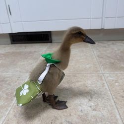 🐣 Chick & Duckling Starter Bundle – Everything but the Peeps! 🦆
