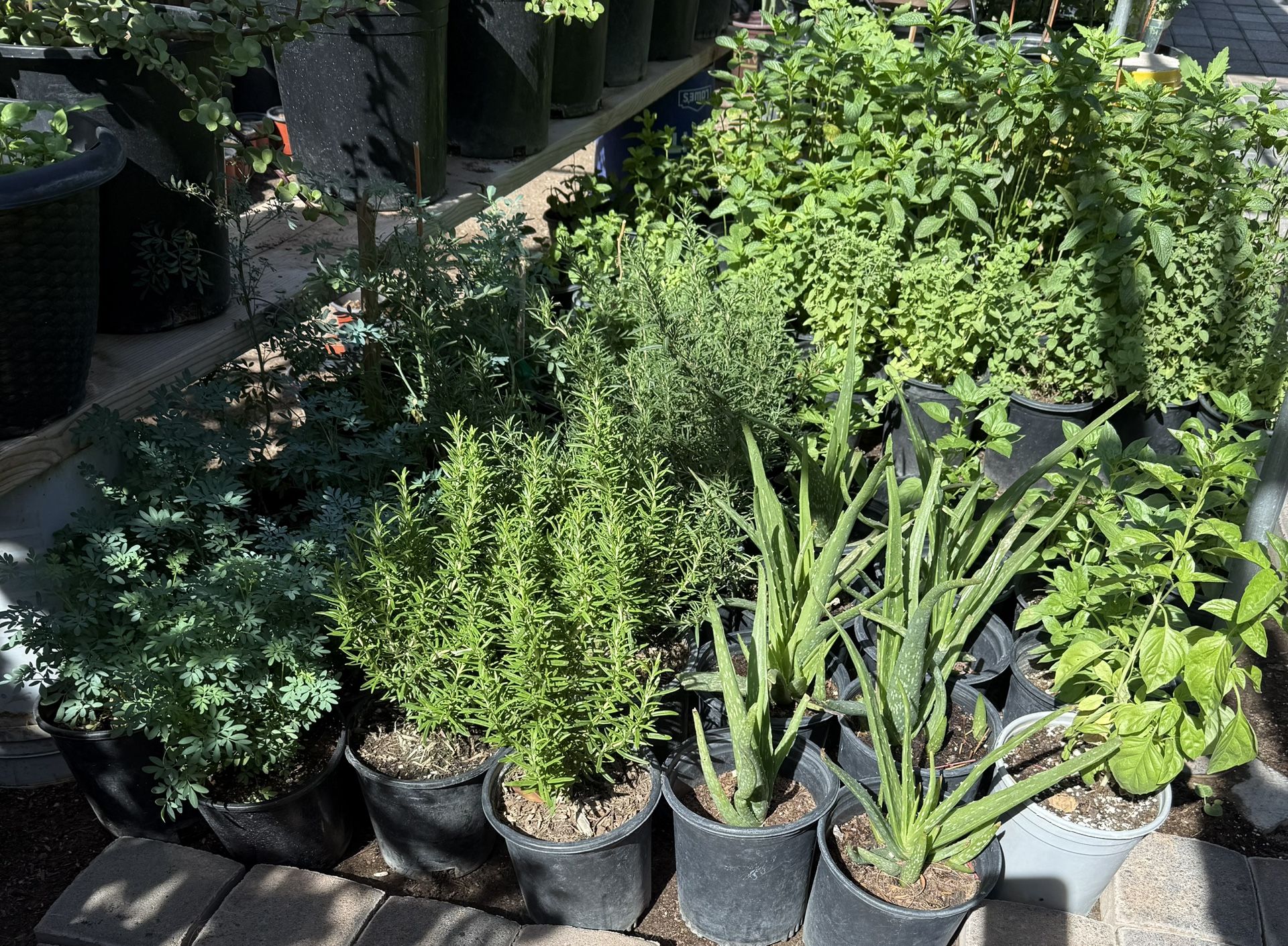 Rosemary And Ruda. Basil. Aloe Vera In One Gallon $10 Each