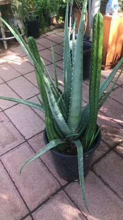 Large Aloevera and San Pedro Cactus