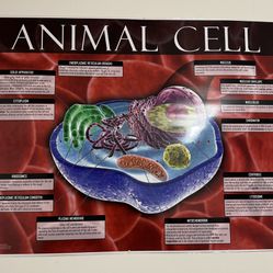 03-PS05-1 Animal Cell Laminated Poster 36” X 48”