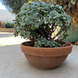 Succulent In Clay Planter