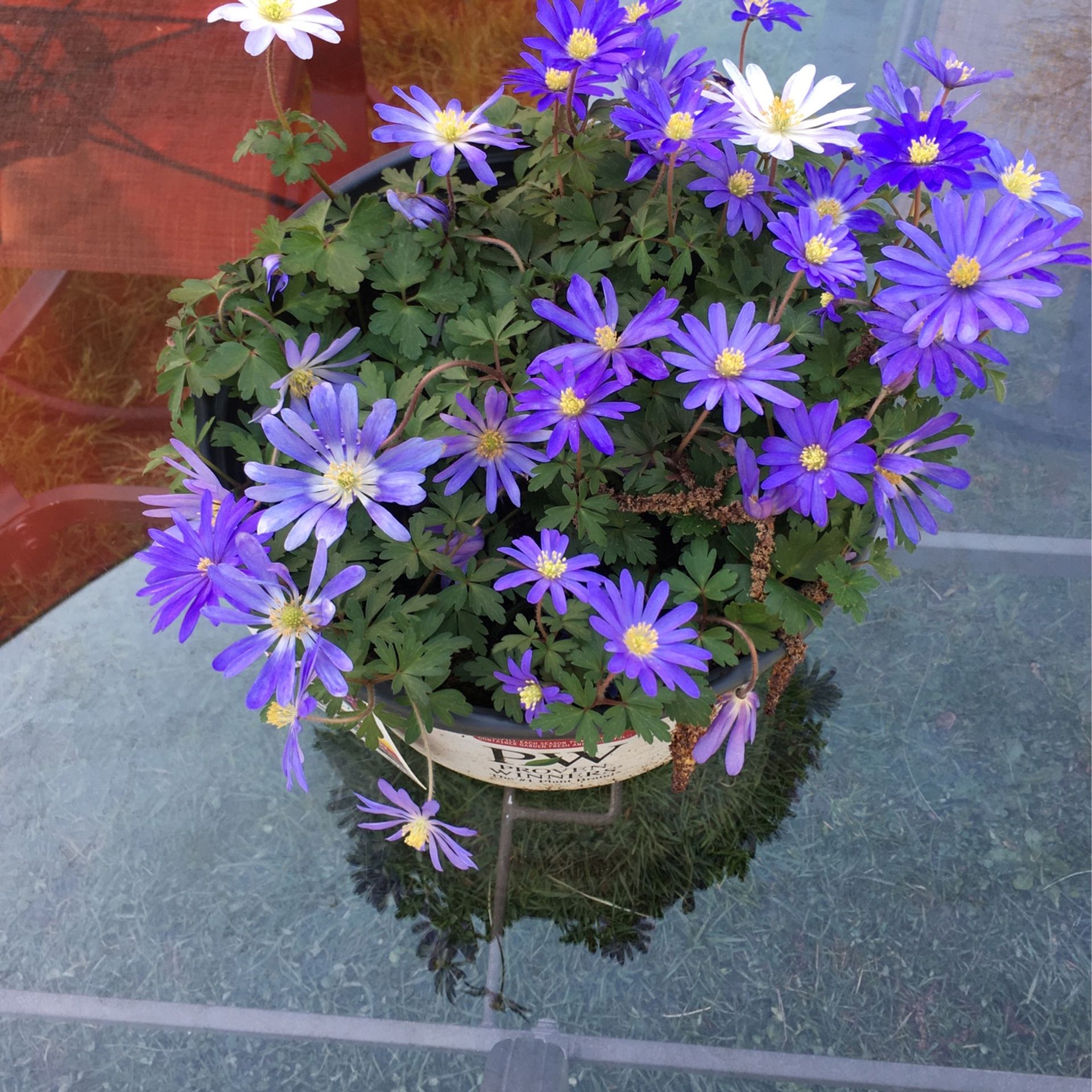 Anemone