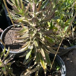 Mala Madre Kalanchoe Daigremontiana Madre De Miles