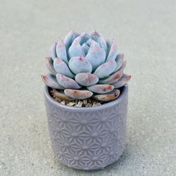 Succulents plants 🪴 