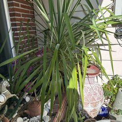 Yucca plant in a pot