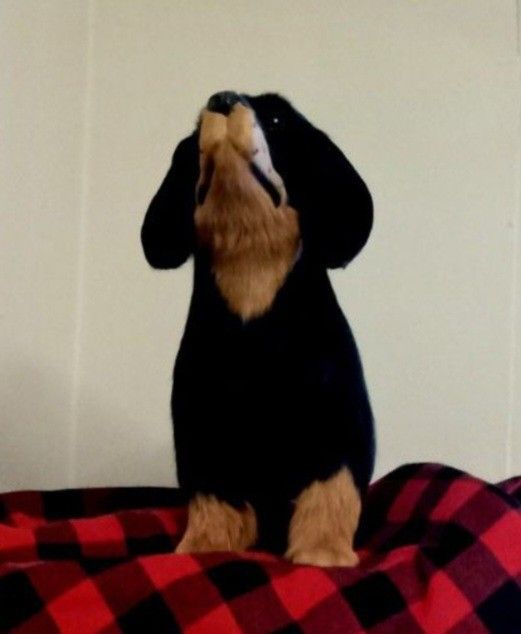 New Lifelike Dutch Hound Dog