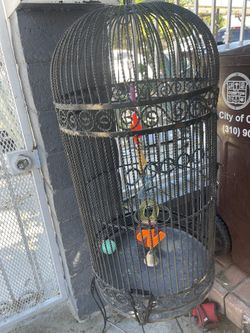 Pack Bird
