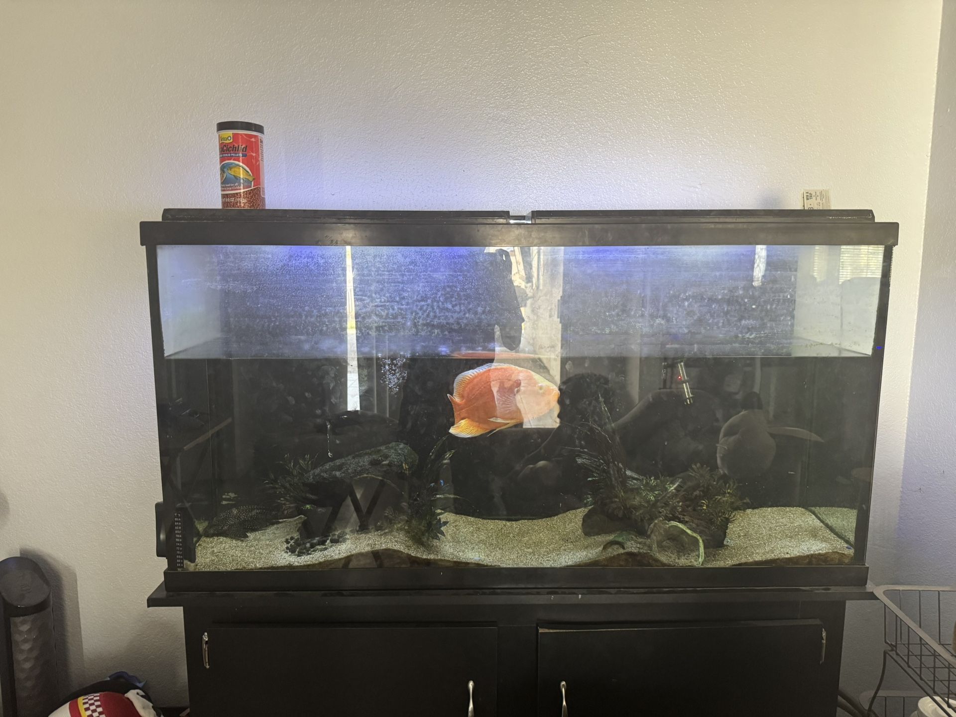 65 gallon fish tank