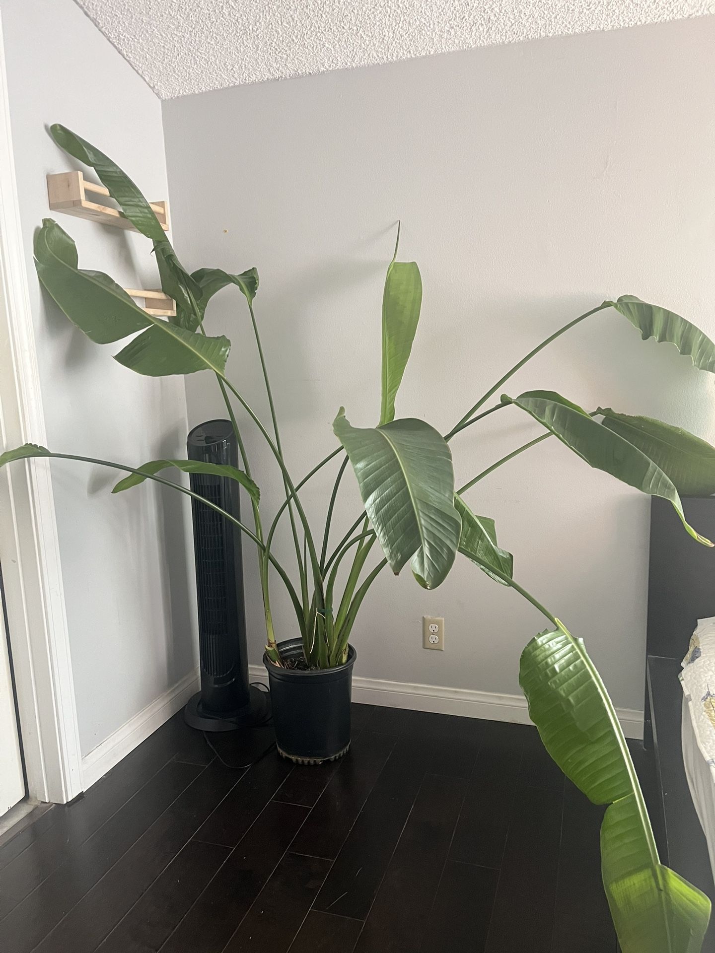 Large Plant Birds Of Paradise