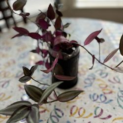 A Beautiful Wondring Jos In MR Coffee Cup