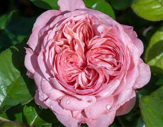 🌹 Romantica Ball Gown Rose – HUGE BLOOMS + BLOOMING NOW!