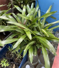 Plant