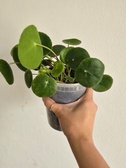 Money/ufo peperomiodes live plant