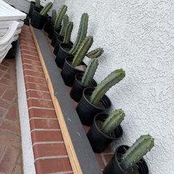 Blueberry Myrtillocactus 