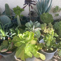 Succulents, Cacti 🌵 Agave And More…..