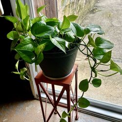 Indoor Pothos Plant