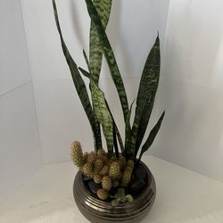 Snake Plant And Copper King' crested Cactus 