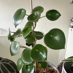 Peperomia RainDrop 