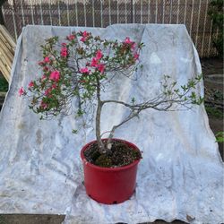 Azalea Bonsai